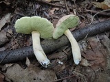 Xerocomus hortonii image