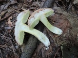 Xerocomus hortonii image