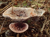 Hydnellum scrobiculatum image