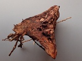 Hydnellum scrobiculatum image