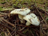 Russula crassotunicata image