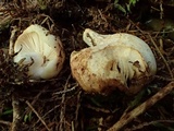 Russula crassotunicata image