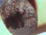 Xylaria allantoidea image