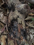 Xylaria allantoidea image