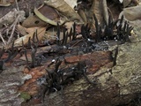 Xylaria allantoidea image
