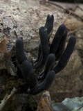 Xylaria allantoidea image