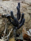 Xylaria allantoidea image