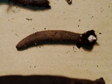 Xylaria allantoidea image