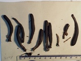 Xylaria allantoidea image
