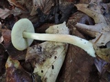 Leccinum longicurvipes image