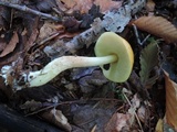 Leccinum longicurvipes image