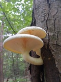 Pleurotus dryinus image