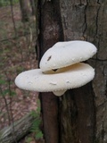 Pleurotus dryinus image