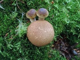 Pseudoboletus parasiticus image