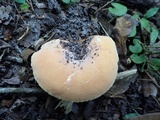 Lactifluus hygrophoroides image