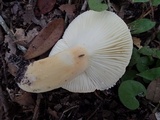 Lactifluus hygrophoroides image