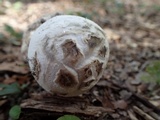 Amanita mutabilis image
