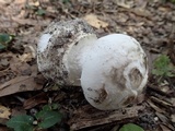Amanita mutabilis image