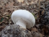 Amanita mutabilis image