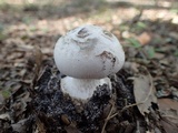 Amanita mutabilis image