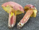 Lanmaoa pallidorosea image