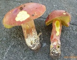 Lanmaoa pallidorosea image