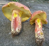 Lanmaoa pallidorosea image