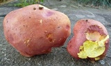 Lanmaoa pallidorosea image