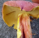 Lanmaoa pallidorosea image
