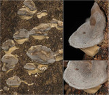 Bjerkandera adusta image