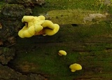 Pseudomerulius curtisii image
