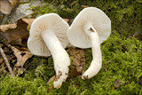 Hygrophorus eburneus image