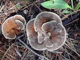 Onnia tomentosa image