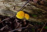 Cyptotrama chrysopepla image