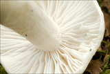 Hygrophorus eburneus image