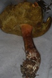 Xanthoconium purpureum image