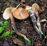 Phaeocollybia kauffmanii image