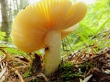 Russula lutea image