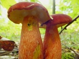 Baorangia bicolor image