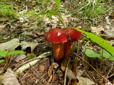 Baorangia bicolor image