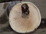 Lactarius controversus image