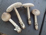 Amanita sect. Vaginatae image