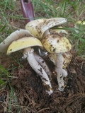 Amanita flavorubens image