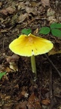 Amanita banningiana image