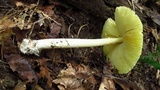 Amanita banningiana image