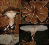Ampulloclitocybe clavipes image