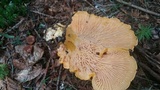 Cantharellus spectaculus image