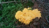 Cantharellus spectaculus image