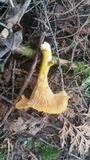Cantharellus spectaculus image