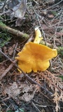 Cantharellus spectaculus image